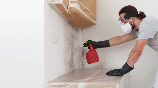 Professional Attic Mold Remediation technician working in White Hall, IL