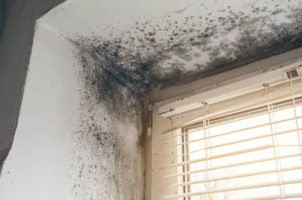 Affordable Attic Mold Remediation solutions in White Hall, IL
