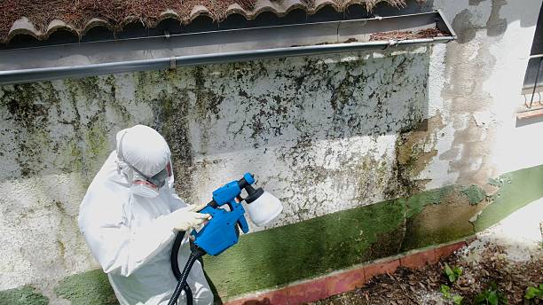 Top rated local Attic Mold Remediation specialists in White Hall, IL